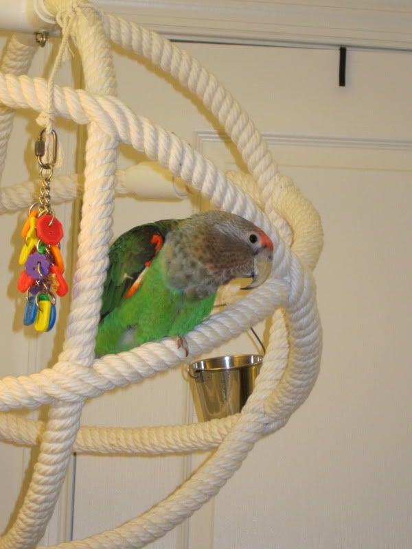What are some of your favorite Bird supplies? Avian Avenue Parrot Forum